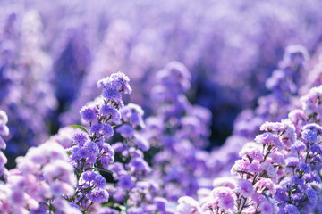 Closeup image of a beautiful purple Margaret flower field