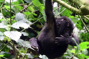 Mountain gorilla, Bwindi National Park, Uganda