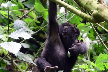 Mountain gorilla, Bwindi National Park, Uganda