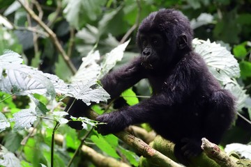 Mountain gorilla, Bwindi National Park, Uganda