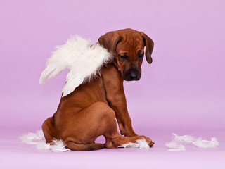 Adorable puppy sitting backwards wearing white angel wings