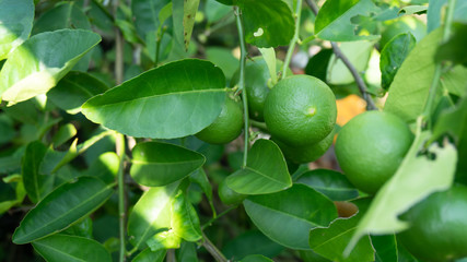 Green fresh lamon on lamon tree in the garden