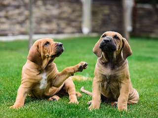 Two Fila Brasileiro (Brazilian Mastiff) puppies having fun