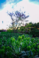 Focus on a green plant with a blurry background and cloudy sky.