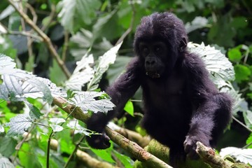 Mountain gorilla, Bwindi National Park, Uganda
