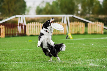 Naklejka na ściany i meble border collie catching flying disk, summer outdoors dog sport competition