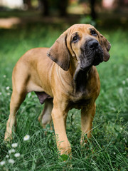 Adorable Fila Brasileiro puppy portrait