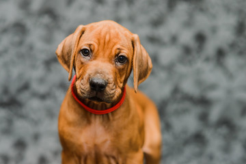 Cute rhodesian ridgeback puppy close up portrait on grey background