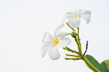 Fototapeta na wymiar white frangipani flower isolated white