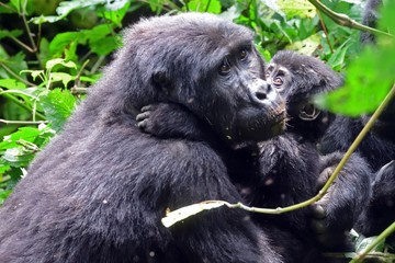 Mountain gorilla, Bwindi National Park, Uganda