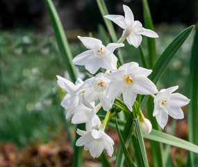 Naklejka premium Spring flower