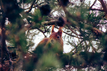 Squirrel hiding in the tree