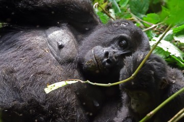 Mountain gorilla, Bwindi National Park, Uganda