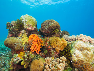 Corals in Dili, Timor Leste (East Timor)