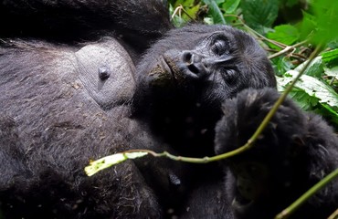 Obraz premium Mountain gorilla, Bwindi National Park, Uganda