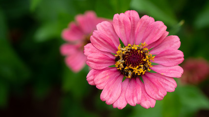 Obraz premium Beauty pink Zinnia flower at the garden