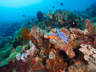 Corals in Dili, Timor Leste (East Timor)