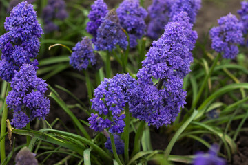 Terry muscari (Fantasy Creation) - blue muscari, grape hyacinths. Beautiful spring flowers blooms in the flowerbed, blurred background