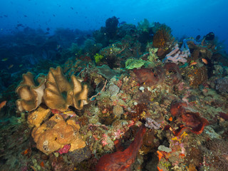 Corals in Dili, Timor Leste (East Timor)