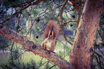 Squirrel on a branch