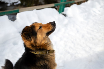 The dog sits with his eyes closed and enjoys the moment
