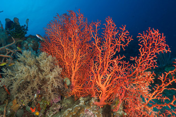 Corals in Dili, Timor Leste (East Timor) © Mayumi.K.Photography