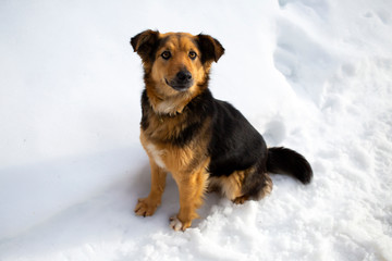 Cute dog sitting in the snow in winter
