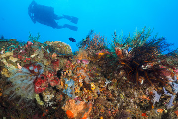 Fototapeta na wymiar Side mount divers at the coral reef in Dili, Timor Leste (East Timor)