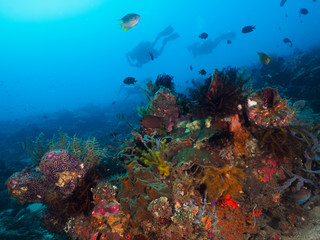 Side mount divers at the coral reef in Dili, Timor Leste (East Timor)