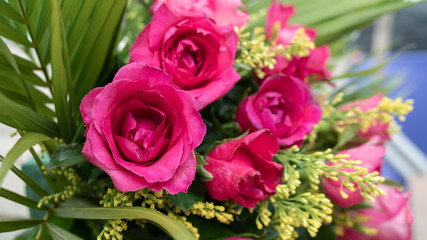 Beauty floral pink rose blooming