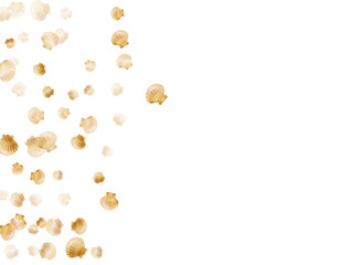 Gold seashells isolated, pearl bivalved mollusks