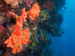Fototapeta na wymiar Corals in Dili, Timor Leste (East Timor)