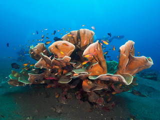 Corals in Dili, Timor Leste (East Timor)