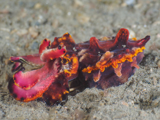 Fototapeta premium flamboyant cuttlefish in Dili, Timor Leste (East Timor)