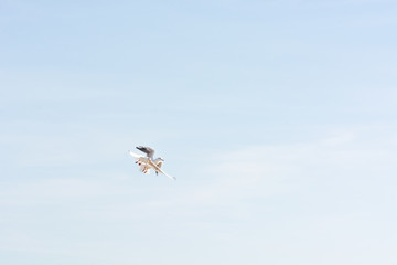Seagull in the Sky VI