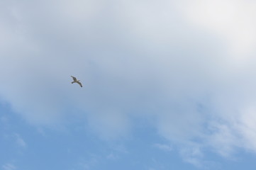 Seagull in the Sky VII