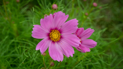 Obraz premium Beauty Cosmos flowers at the garden