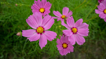 Beauty Cosmos flowers at the garden