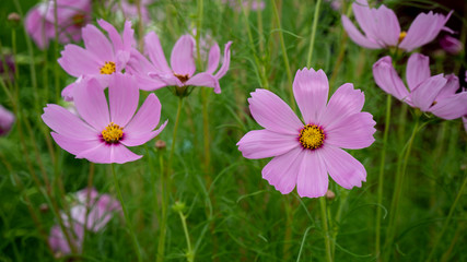 Beauty Cosmos flowers at the garden