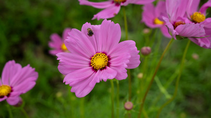 Beauty Cosmos flowers at the garden