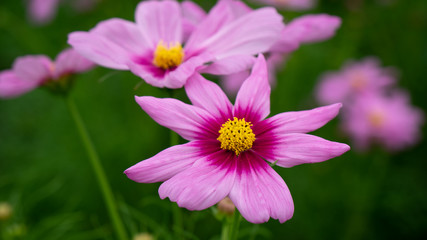 Beauty Cosmos flowers at the garden