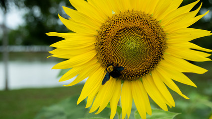 Fototapeta premium Beauty yellow color sunflower at the garden