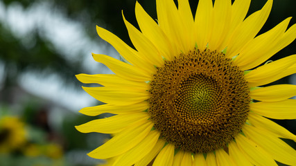 Beauty yellow color sunflower at the garden