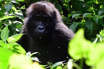 Mountain gorilla, Bwindi National Park, Uganda