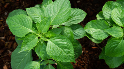 green leaves caraway in the garden
