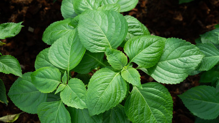 green leaves caraway in the garden