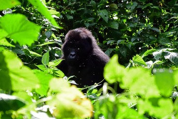 Mountain gorilla, Bwindi National Park, Uganda