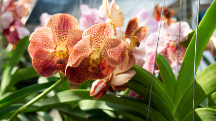 Beauty Colorful orchids in the garden