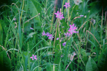 purple flowers in the garden