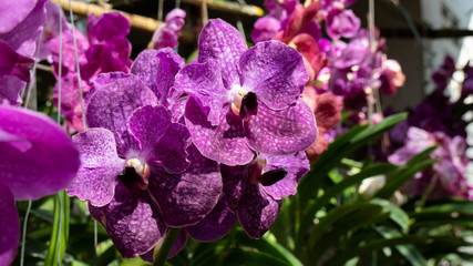 Beauty Colorful orchids in the garden